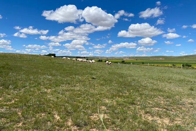 Private Full-Day Tour to Huitengxile Grassland from Hohhot - The 8am Start That Gets You Out of Town (and Into the Open Air)