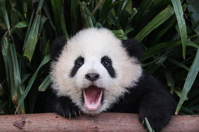 Private Panda Tour with Cooking Class One-day Trip - Key highlights you’ll feel right away