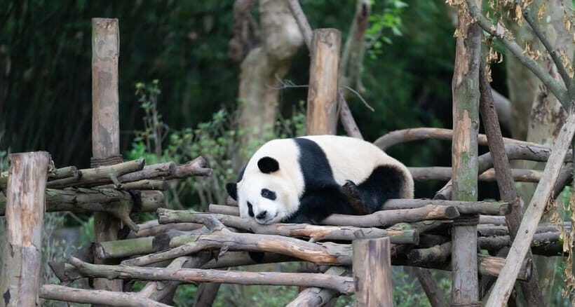 Private Tour: Discovering Pandas & the Majestic Giant Buddha - Morning pandas at the Chengdu Research Base: best light, best behavior