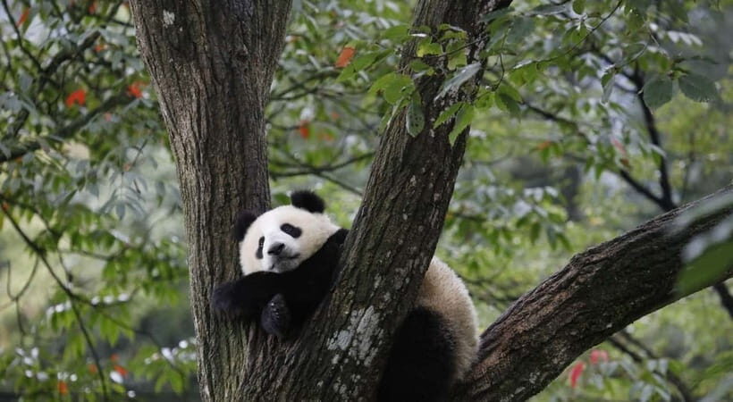 Private Tour: Discovering Pandas & the Majestic Giant Buddha - Transportation and timing: the private-day math