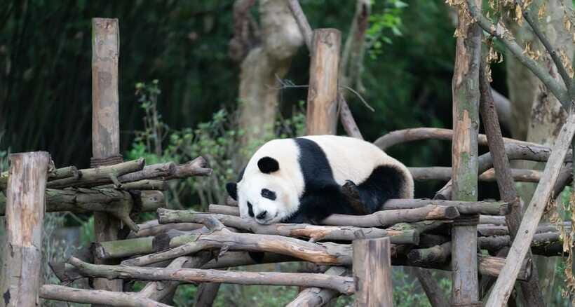Private Tour: Discovering Pandas & the Majestic Giant Buddha - FAQ