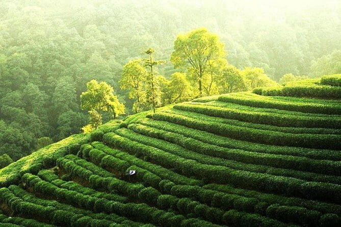 Private Tour Hangzhou West Lake and Tea Fields Discovery - West Lake on your terms: Su Causeway, red carps, and Bai Causeway orientation