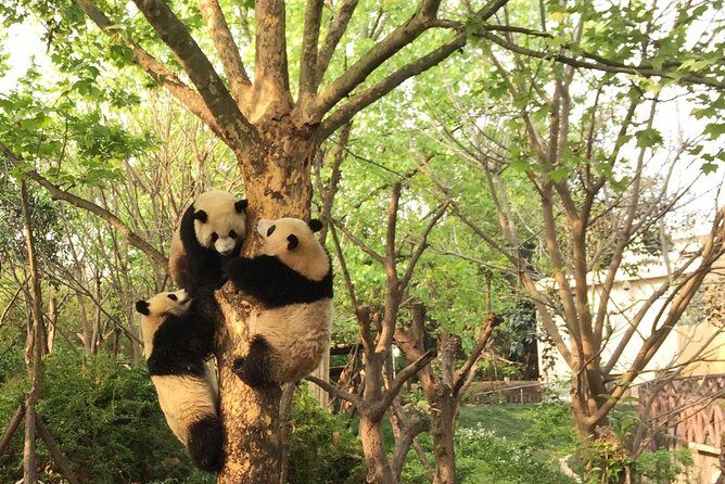 Private Tour of Chengdu Panda Center and Leshan Giant Buddha - Key Things That Make This Tour Worth Your Time