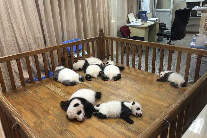 Private Tour of Chengdu Panda Center and Leshan Giant Buddha - Hotel Pickup at 8:00: The Smooth Start That Makes the Day Easier