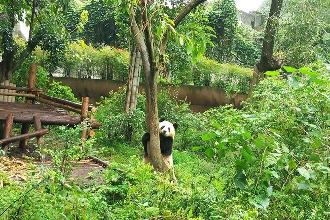 Private Tour of Chengdu Panda Center and Leshan Giant Buddha - Lunch in Leshan: A Local Meal That Keeps the Day Moving