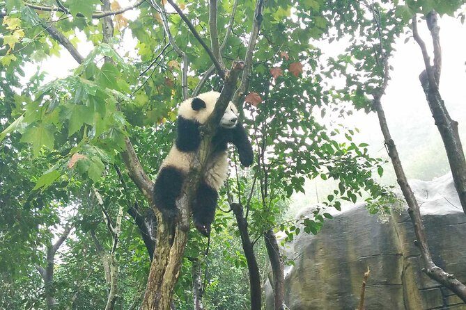 Private Tour of Chengdu Panda Center and Leshan Giant Buddha - Who Should Book This Private Panda + Leshan Buddha Day