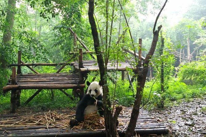 Private Tour of Chengdu Panda Center and Leshan Giant Buddha - Transfer to Leshan: The Ride That Turns Into Part of Your Day Plan