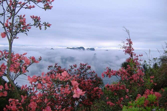 Private Tour: Yao Mountain and Tea Plantation from Guilin - Tea ceremony tasting: green tea, guided by your tour
