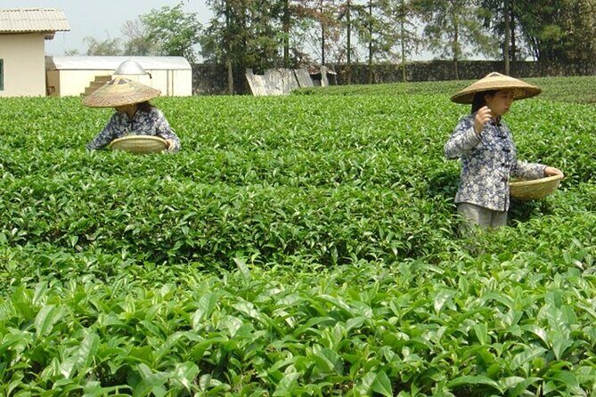 Private Tour: Yao Mountain and Tea Plantation from Guilin - Weather and timing: Yao Mountain likes mist and rain