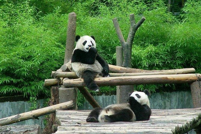 Private Transfer between Shanghai Zoo and City Hotels - The Big Win: Hotel-to-Zoo Without the Transport Headache