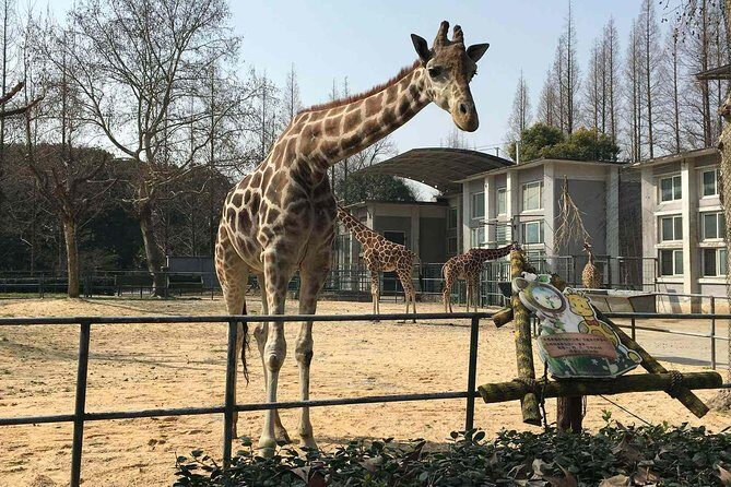 Private Transfer between Shanghai Zoo and City Hotels - How Long 3 to 5 Hours Works on a Real Day