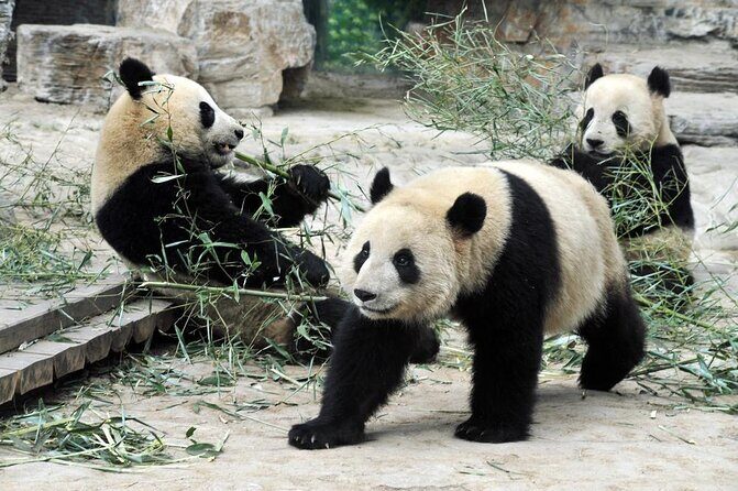 Private Transfer between Shanghai Zoo and City Hotels - Your Zoo Time: Pandas, Tigers, Monkeys, and the Rest of the Zoo