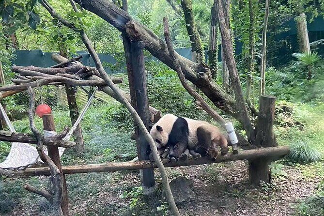 Private Zhujiajiao Water Town Tour with Shanghai Zoo and Panda - Panda Zoo plus Zhujiajiao: why this combo makes sense