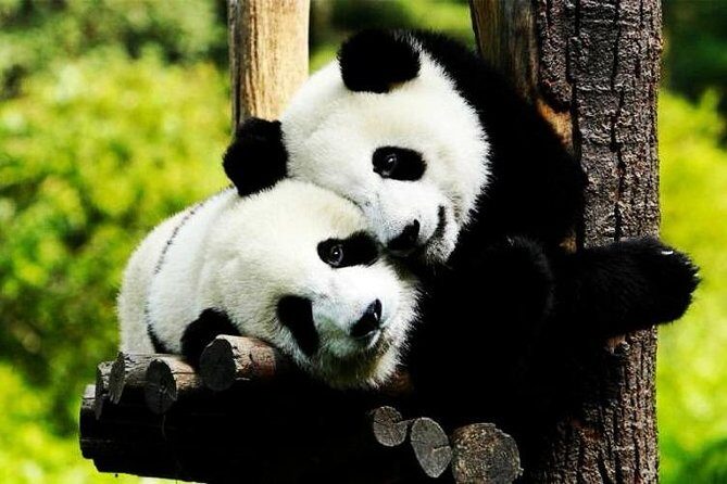 Private Zhujiajiao Water Town Tour with Shanghai Zoo and Panda - Shanghai Zoo (Shanghai Dongwu Yuan): get panda time without wasting hours