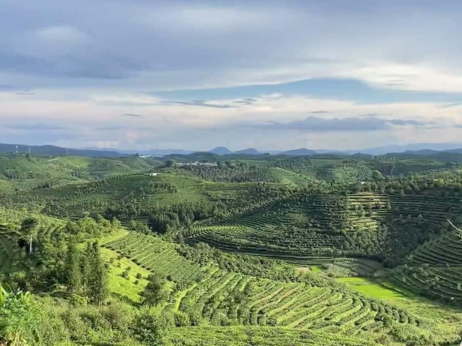 Puer Tea Picking and Tasting | 6 Hour Morning Trip - Key things to know before you go