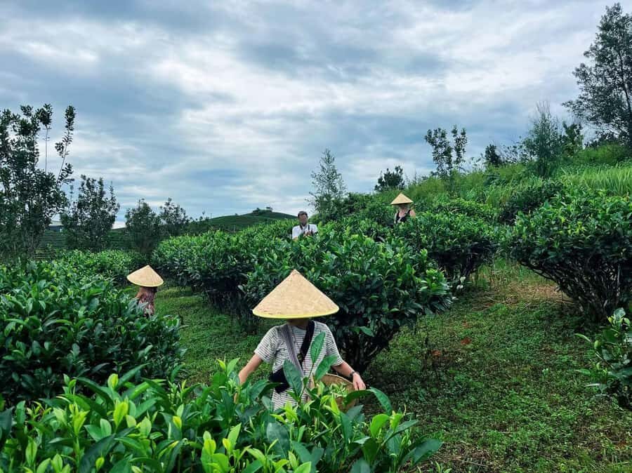 Puer Tea Picking and Tasting | 6 Hour Morning Trip - How the 5–7 Hour Morning Format Works from Jinghong or Pu’er
