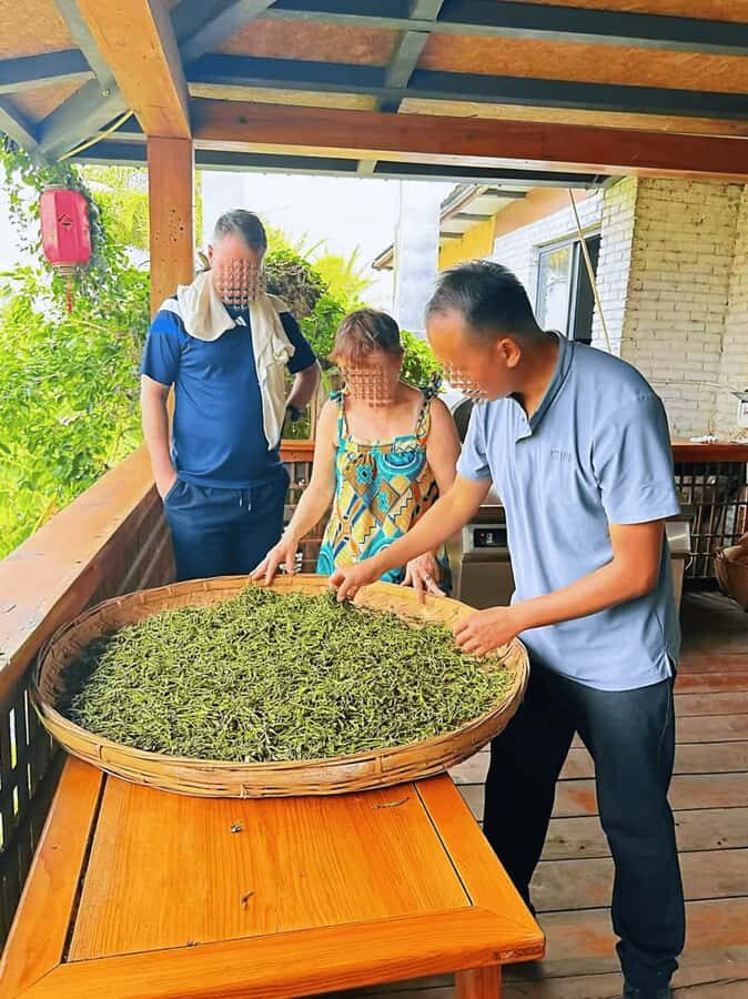 Puer Tea Picking and Tasting | 6 Hour Morning Trip - Should You Book This Pu’er Tea Picking and Tasting Tour?