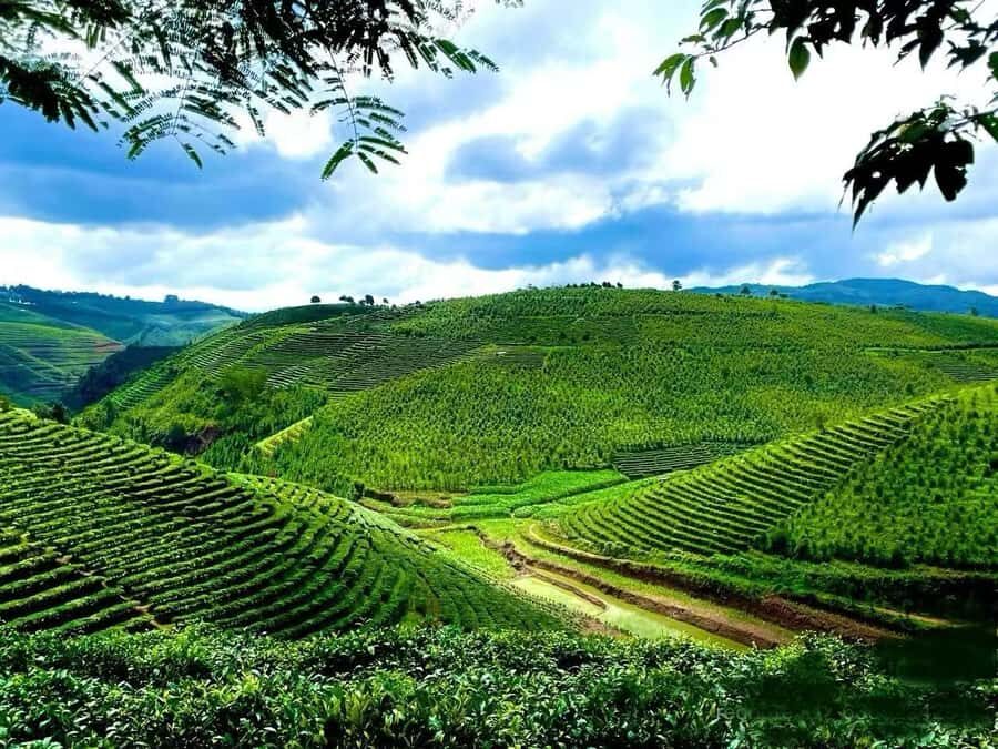 Puer Tea Picking and Tasting | 6 Hour Morning Trip - Tea Field Walk and Picking: Learning by Doing