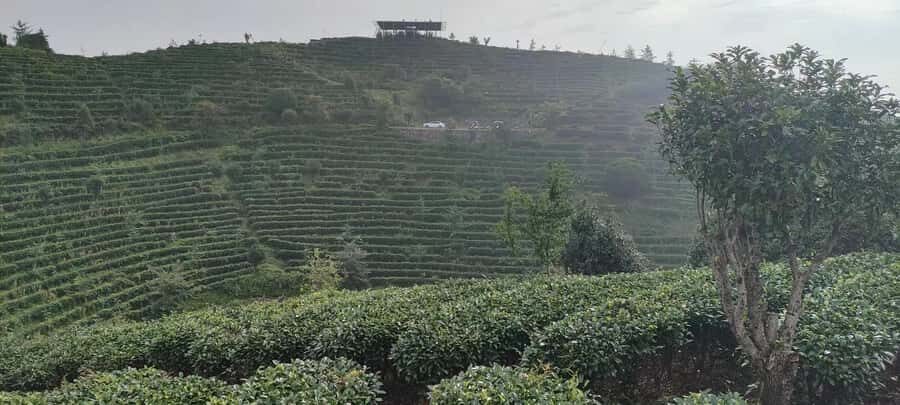 Qixianfeng Tea Plantation Tour in Yangshuo - Qixianfeng Tea Plantation: seven hills and mountain air