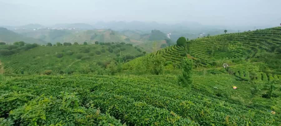 Qixianfeng Tea Plantation Tour in Yangshuo - Tea tasting you can actually use: black, white, and green