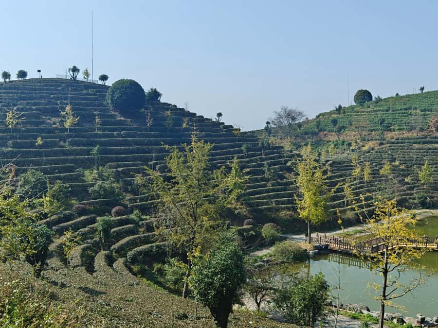 Qixianfeng Tea Plantation Tour in Yangshuo - Processing tea with the tea master: turning leaves into take-home tea