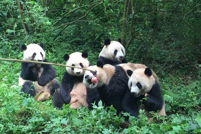 Sanxingdui Museum+Chengdu Panda Base or Jinsha Site Tour - Who should book this tour