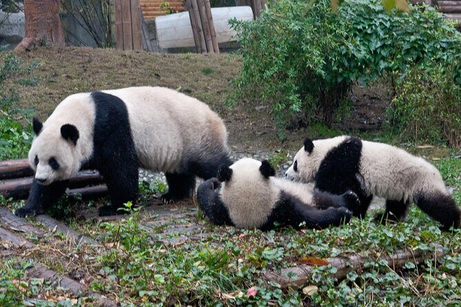 Sanxingdui Ruins and Giant Pandas Private Day Tour from Chengdu - Guanghan Sanxingdui Museum: what you’ll actually see