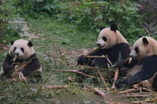 See Panda Guangzhou Chimelong Safari Park and Circus Private Tour - A Panda-and-Circus day built around time