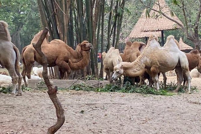 See Panda Guangzhou Chimelong Safari Park and Circus Private Tour - The “route planner” effect inside a huge zoo