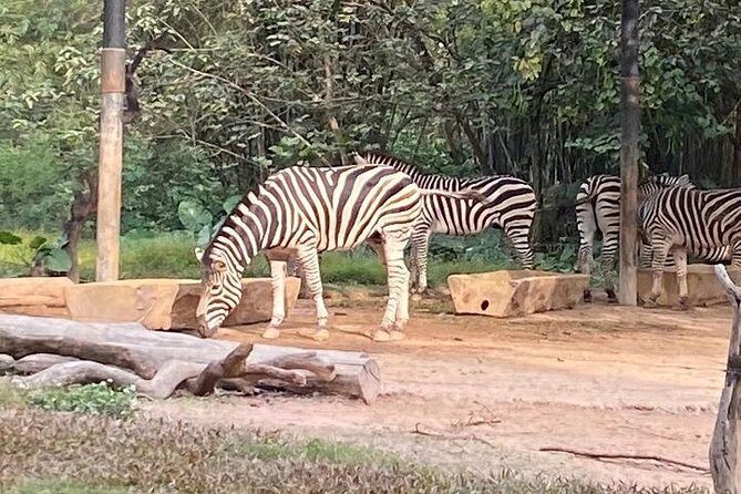 See Panda Guangzhou Chimelong Safari Park and Circus Private Tour - Should you book this private tour or DIY it?