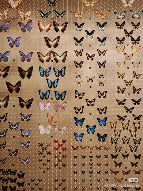 Shanghai: Natural History Museum with Tickets - Key highlights worth your time