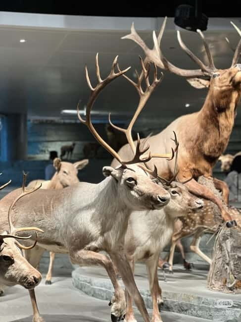 Shanghai: Natural History Museum with Tickets - A self-paced tour through 10 themed exhibition areas