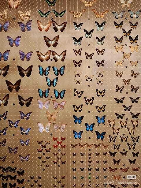 Shanghai: Natural History Museum with Tickets - Who this ticket is best for (and who might want a shorter plan)