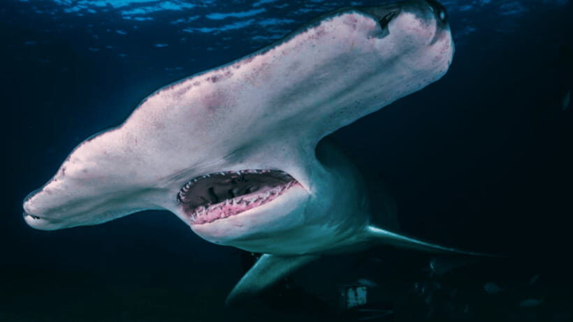 Shanghai: The Marine Wonders at Shanghai Ocean Aquarium - Key highlights I’d mark on your map