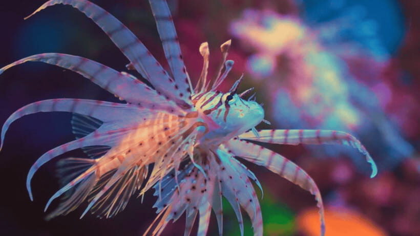 Shanghai: The Marine Wonders at Shanghai Ocean Aquarium - Themed Marine Zones: China Waters and Seas Around the World