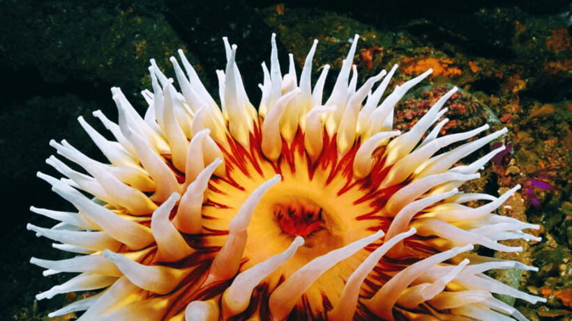 Shanghai: The Marine Wonders at Shanghai Ocean Aquarium - Sharks, Turtles, and the Other “How Is That Here?” Moments