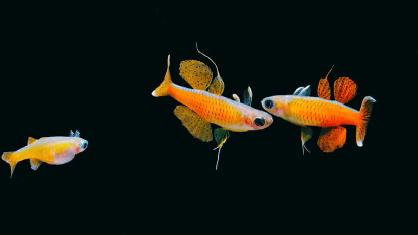 Shanghai: The Marine Wonders at Shanghai Ocean Aquarium - Price and Value: What $38 Buys You