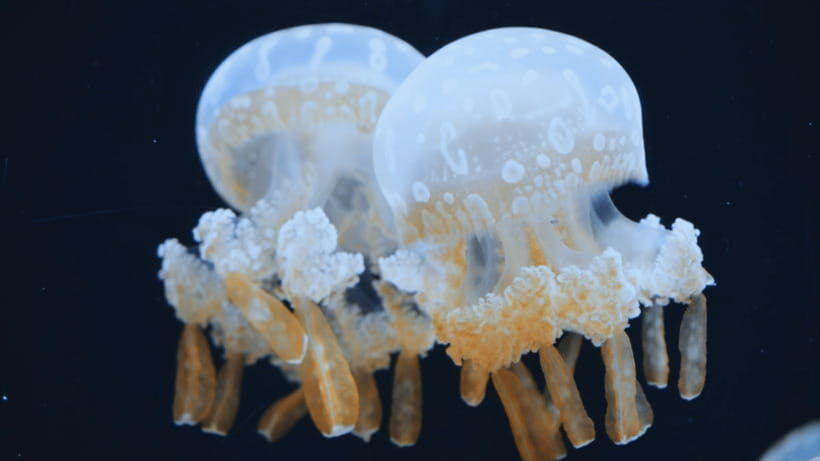 Shanghai: The Marine Wonders at Shanghai Ocean Aquarium - Before You Go: Booking Details and the Single-Entry Rule