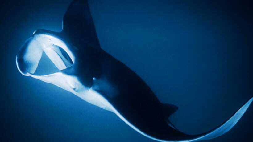Shanghai: The Marine Wonders at Shanghai Ocean Aquarium - Practical Tips: What to Bring (and What to Skip)