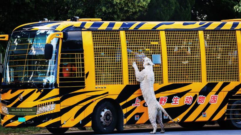 Shanghai: Wild Animal Park Ticket - Key things to know before you go