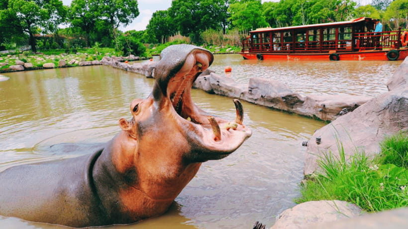 Shanghai: Wild Animal Park Ticket - A one-day park that mixes safari driving with zoo wandering
