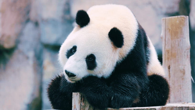 Shanghai: Wild Animal Park Ticket - Getting into the park: plan for the right start time and smoother entry