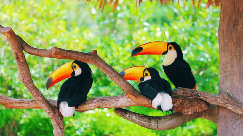 Shanghai: Wild Animal Park Ticket - Safari zone day: self-drive access plus a bus tour