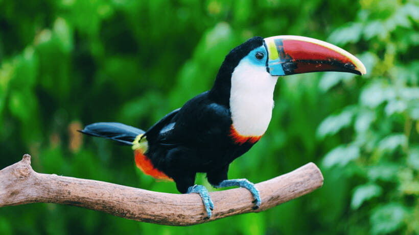 Shanghai: Wild Animal Park Ticket - Animal shows and conservation education that doesn’t feel like filler