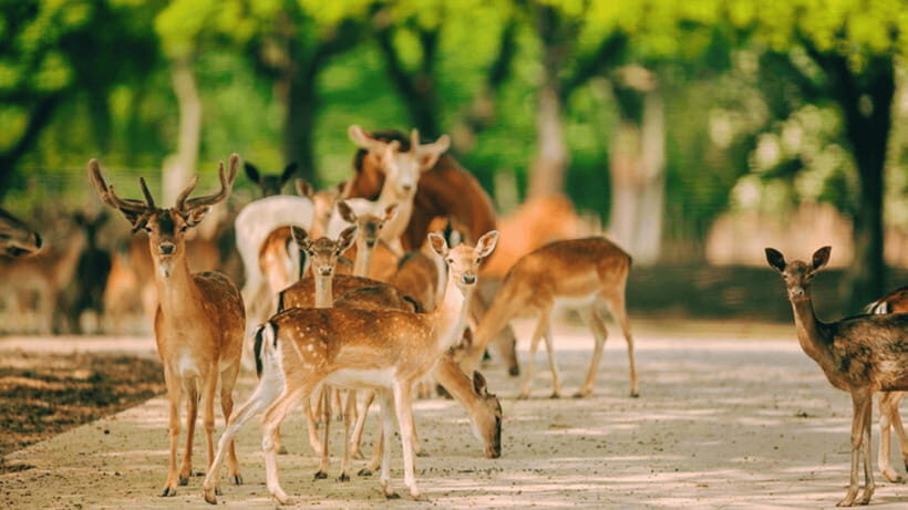 Shanghai: Wild Animal Park Ticket - Who this park suits best (and who should skip it)