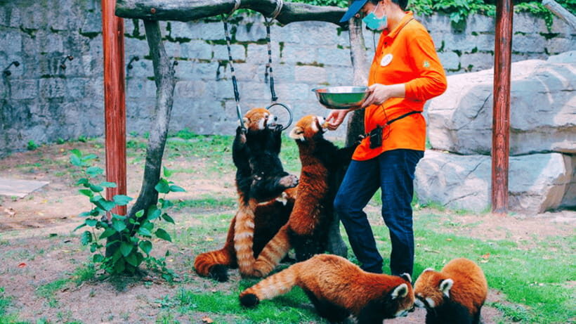 Shanghai: Wild Animal Park Ticket - Price and value: what the $40 ticket actually buys