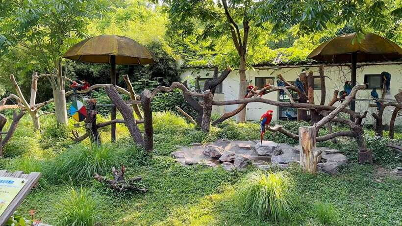 Shanghai: Zoo and Zhujiajiao Water Town Tour with Boat Ride - Key highlights to know before you go
