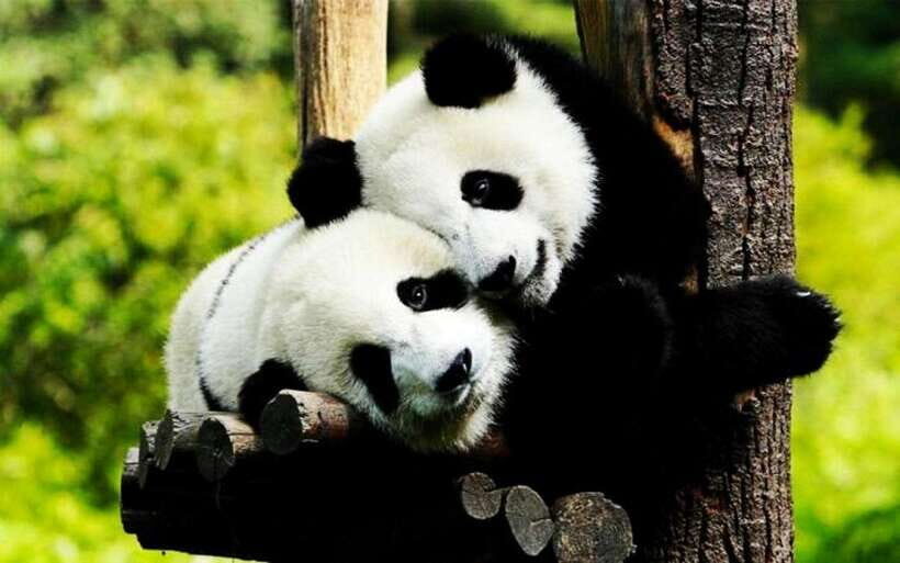 Shanghai: Zoo and Zhujiajiao Water Town Tour with Boat Ride - The ride to Zhujiajiao: where the water town magic starts