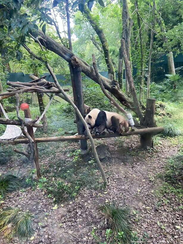 Shanghai: Zoo and Zhujiajiao Water Town Tour with Boat Ride - Street food and free time: how to eat well without turning it into work
