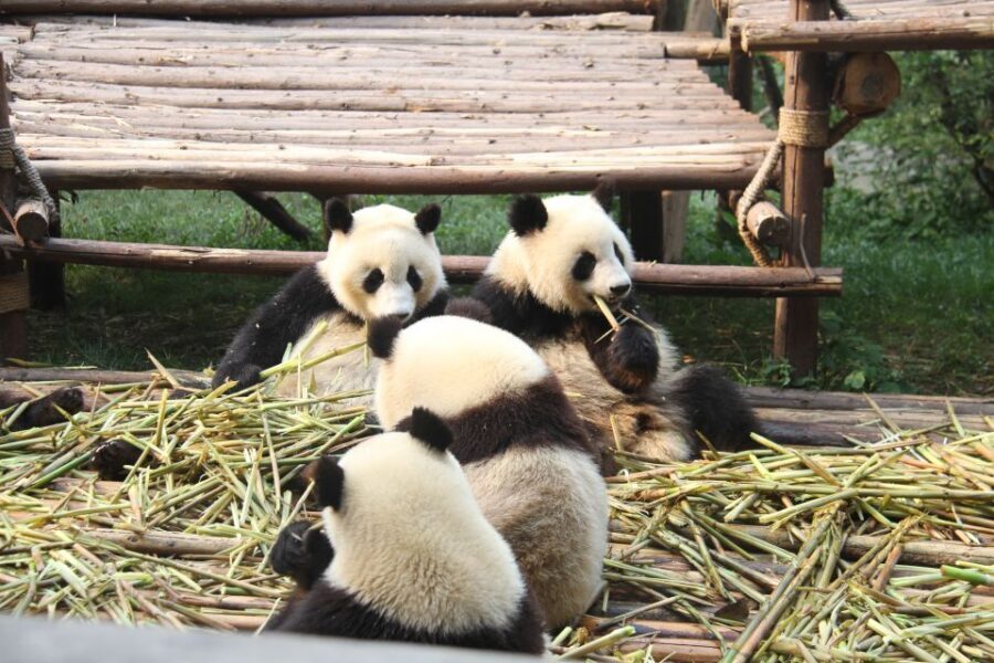 Sichuan: Big Panda Volunteer Day tour - After Lunch: A Giant Base, One Escort, and Time to Reset